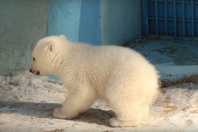 Медвежонок не осилил ступеньку в зоопарке Новосибирска