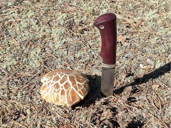 В тюменском лесу нашли первый белый гриб уже в мае — фото 