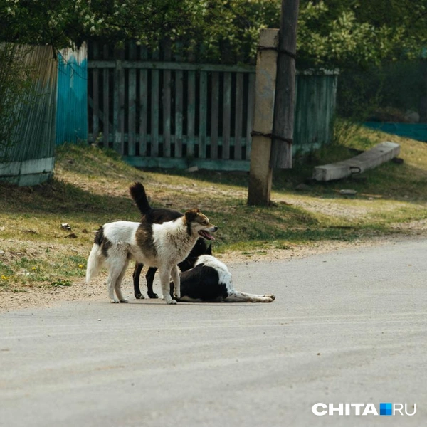 Источник: Александр Хамраев / СHITA.RU