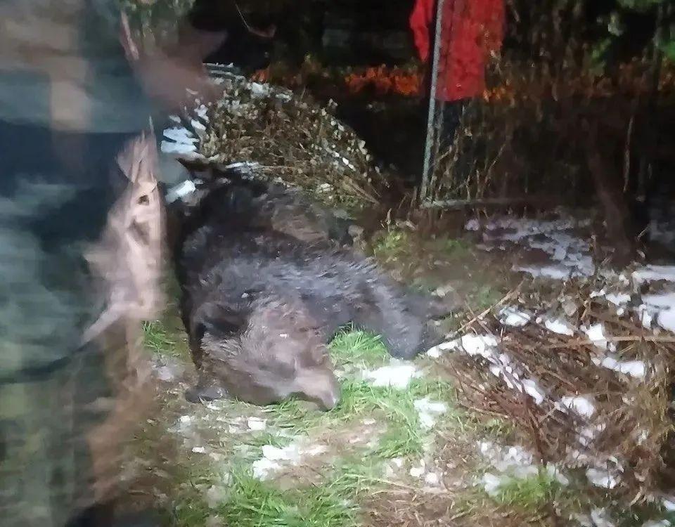 Вышел к людям. Под Краснотурьинском застрелили медведя