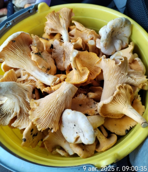 Выглядит добыча Юлии аппетитно  | Источник: Грибы. Ягоды. Травы. Челябинск и область. / Vk.com