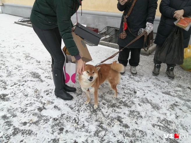 Пёсель тоже пришел поучаствовать в акции | Источник: Ирина Яковлева / V1.RU