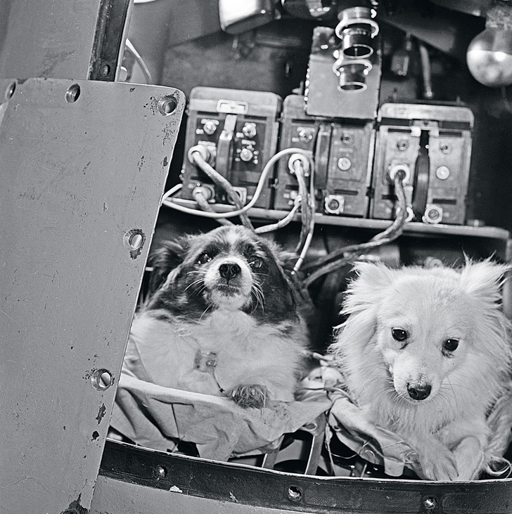 ФОТОХРОНИКА ТАССВ 1960 году Белку и Стрелку за 25 часов их орбитального полета покормили дважды