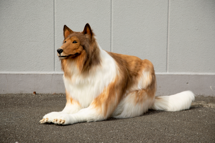 Японец потратил $14000, чтобы превратить себя в собаку. А вы смогли бы отличить его от настоящего пса?