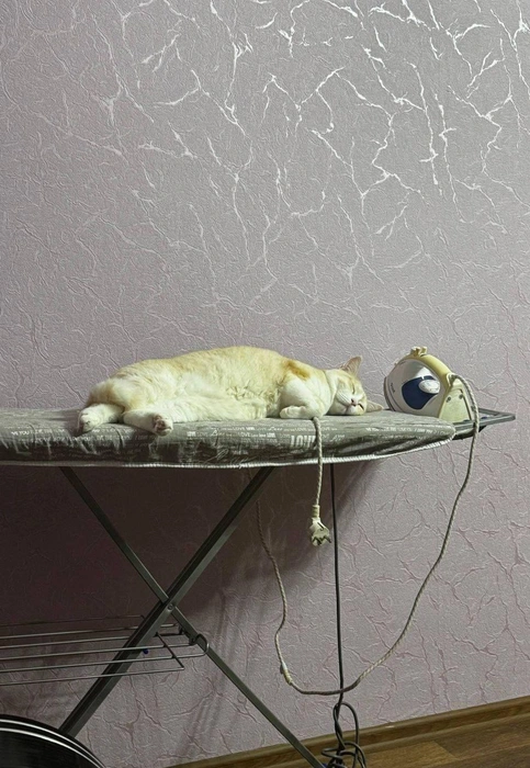 Бескрайняя гладь кота | Источник: читатель 63.RU 