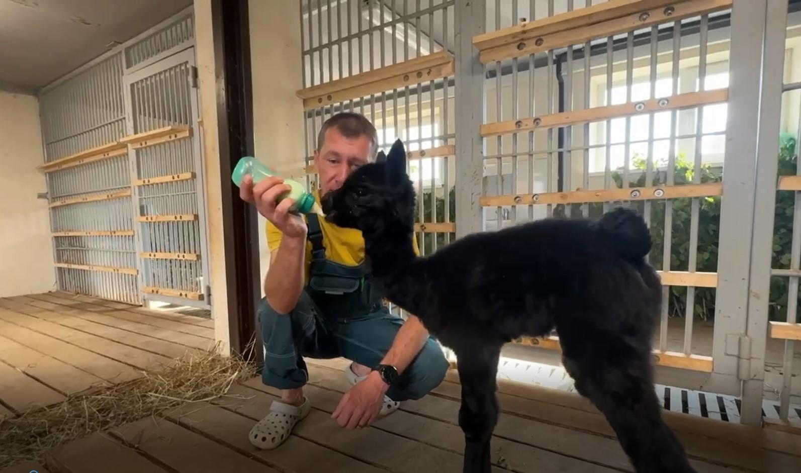 В Пермском зоопарке родилась альпака Клякса — от нее отказалась мать, поэтому сотрудники нянчили ее день и ночь