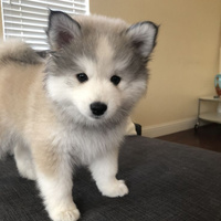 Аватарка kuzmina202611