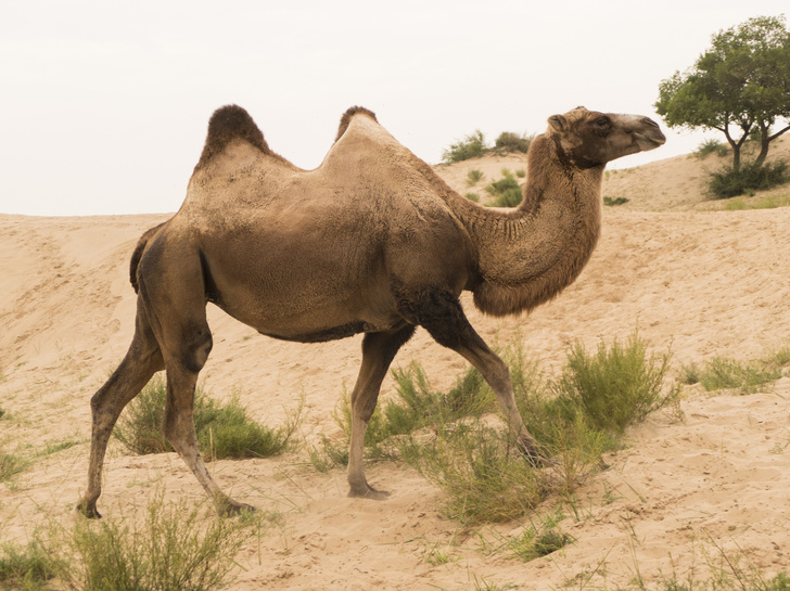 Корабли пустыни: 7 поразительных фактов о верблюдах