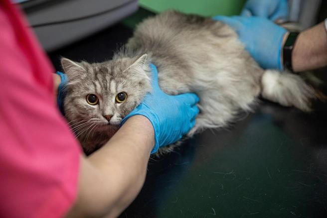 Люди либо лечат питомца сами, либо запускают этот момент | Источник: NGS.ru +79231570000