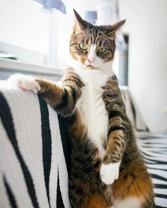 Источник: comedypetphoto_awards / Instagram.com (экстремистская организация, деятельность запрещена на территории РФ)