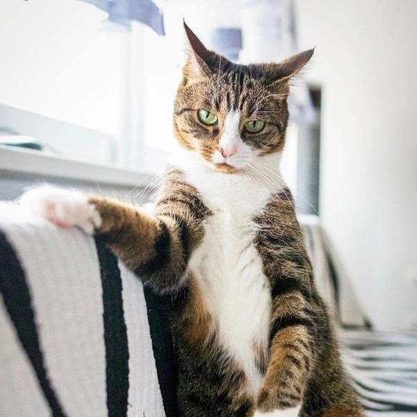«Ну рассказывай, где тебя так долго носило» | Источник: Krzysztof Smejlis / Comedy Pet Photography Awards
