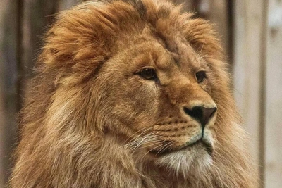 Лев Цезарь из Ульяновска превратился в царя зверей