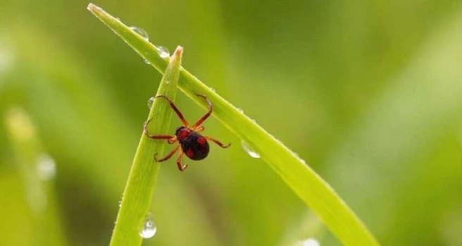 Роспотребнадзор сообщает о 45,1% зараженных клещей и зафиксированных случаях заболеваний | 142.ru