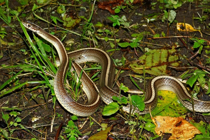 Полосатый полоз (Orientocoluber spinalis). Небольшая и очень подвижная змея длиной до 80 см. Свое название получила благодаря характерному рисунку: вдоль светло-серой, песочной или буроватой спины проходят несколько темных продольных полос. Предпочитает сухие открытые ландшафты: степи, каменистые склоны, заросли кустарников, песчаные участки и сельскохозяйственные угодья. Основу его рациона составляют насекомые, ящерицы и мелкие грызуны. Встречается в Приморском крае. | Источник: Irina Maslova, CC BY-NC 4.0, via iNaturalist