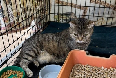 Кошку Гречку нашли в мусорном контейнере в Перми