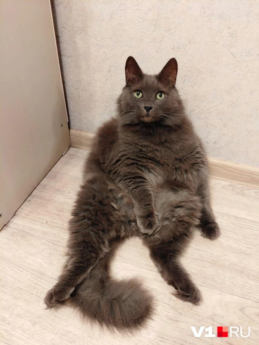 Устал… | Источник: читатели V1.RU