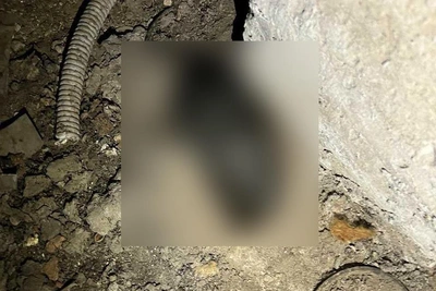 Запах из подвала на Рельсовой из-за мертвых крыс