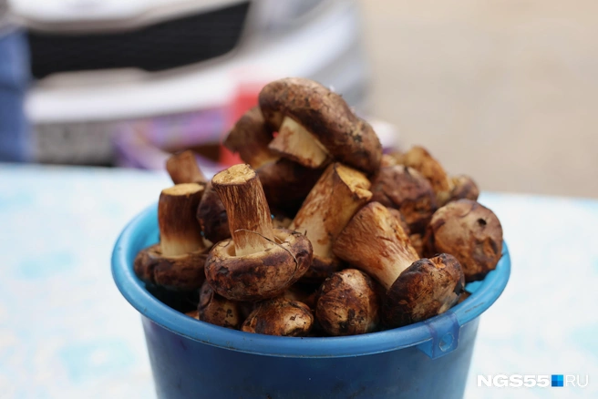 Не знаешь, что за гриб — не бери! Здоровее будешь! | Источник: Евгений Софийчук / NGS55.RU