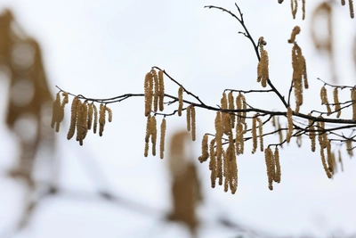 Потепление в Алтайском крае: до +23 к началу недели