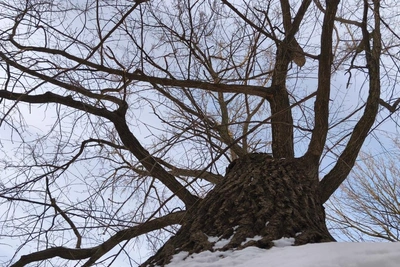 Вековой дуб на Петроградской стороне пока не срубят
