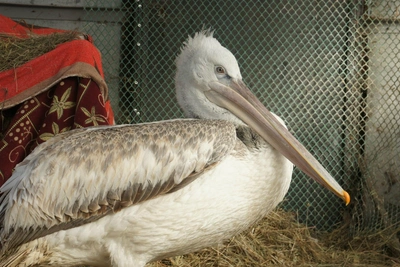 Пеликана из Калмыкии привезли на лечение в Волгоград