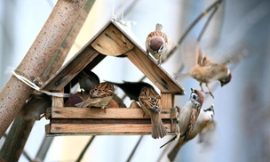 Только не хлебом: чем лучше подкармливать зимой синиц, снегирей и воробьев