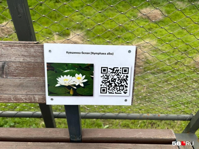 О водной растительности тут напоминают лишь таблички с QR-кодом | Источник: Николай Сальников / 56.RU