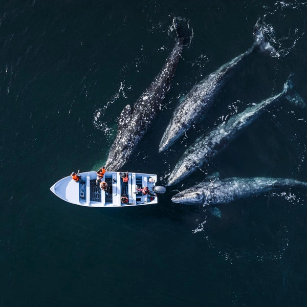 Финалист в номинации «Человек и океан» | Источник: Kaushiik Subramaniam / Ocean Photographer of the Year 2025