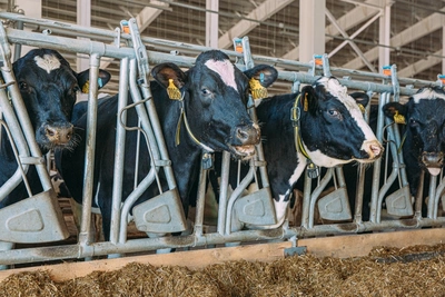 Фермер в Забайкалье нарушил правила по бруцеллёзу животных