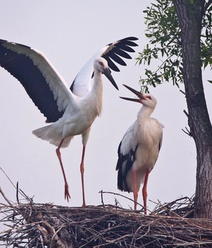 Мамба помогает аистам налаживать личную жизнь
