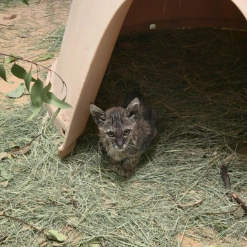 Истощенного котенка рыси спасли, перелив кровь от домашней кошки. Фото выжившей девочки