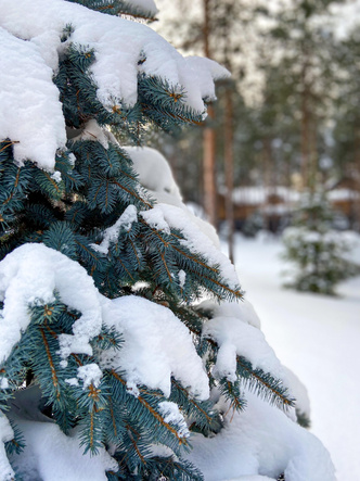 Вопросы читателей: как подготовить сад к зиме (и что делать зимой)