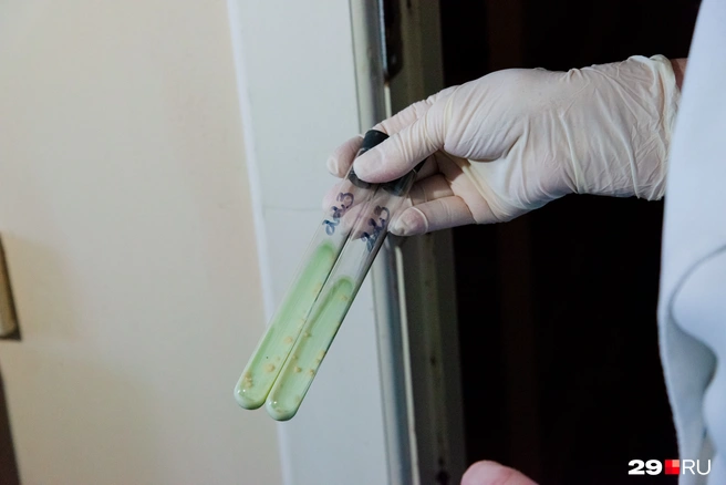 В пробе Манту содержатся «убитые» бактерии, а в вакцине БЦЖ — живые, слабые | Источник: Иван Митюшёв / 29.RU