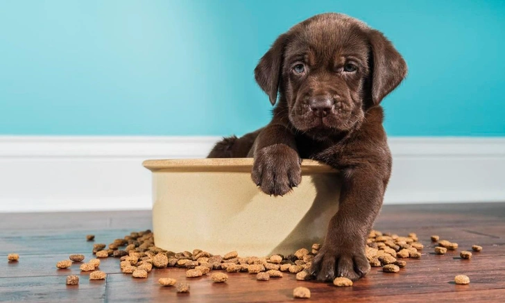 Можно ли давать кошкам и собакам корм экономкласса и еду со стола, ответила ветеринар | Источник: iStockphoto/cmannphoto