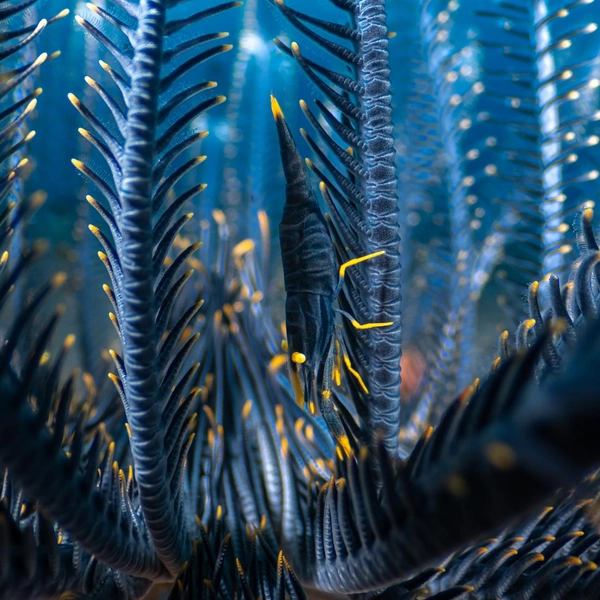 Победитель в номинации «Подводная съемка» | Источник: Luis Arpa Toribio / Nature Photographer of the Year 2025