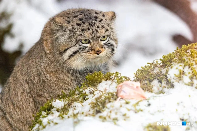 Когда понимаешь, что взвеситься все же придется | Источник: Мария Ленц / NGS24.RU