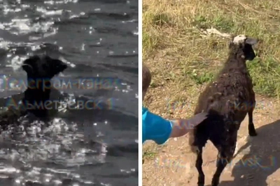 В Альметьевске спасли овечку, прыгнувшую в воду