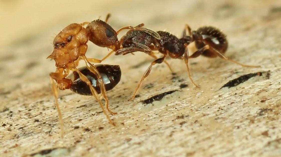 Колония муравьев без самцов: удивительное открытие ученых - образ жизни news from Вокруг света