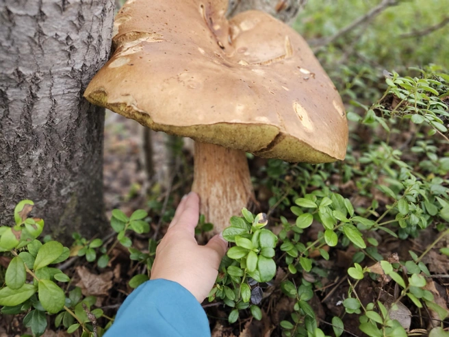 Источник: Ирина Коншина