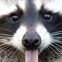 Аватарка Velur