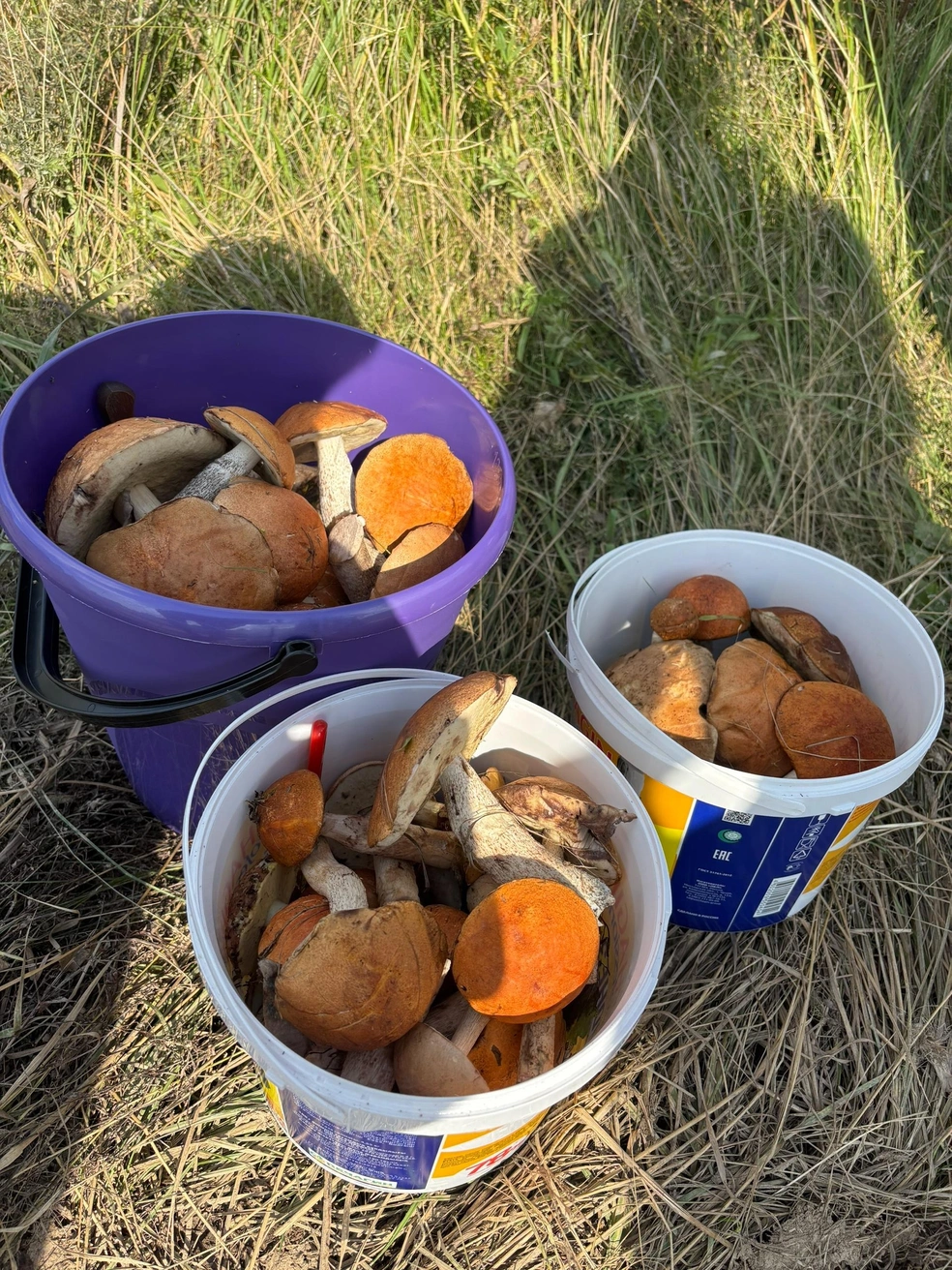 И это тоже окрестности Берёзовского | Источник: Инга Галимзянова / «Грибы и грибники Екатеринбурга и Свердловской области» / Vk.com