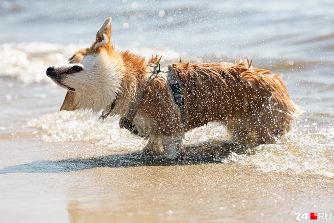Вот они брызги счастья  | Источник: Наталья Лапцевич 