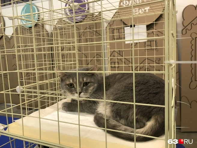 Котейка из приюта «ФлагманВет» всем своим видом говорит: забери меня домой! | Источник: Венера Любимова