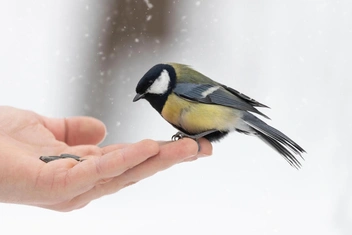 Выбираете синицу в руках вместо журавля в небе? Ученые выяснили, что с вами не так