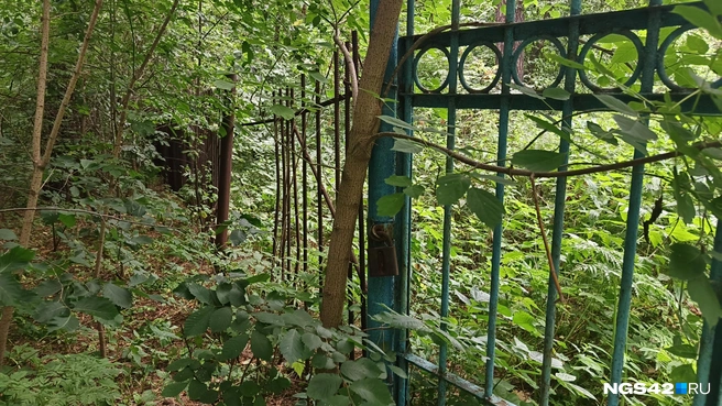 В густом буреломе достаточно небольшой искры для масштабного бедствия | Источник: Елена Гуськова / NGS42.RU
