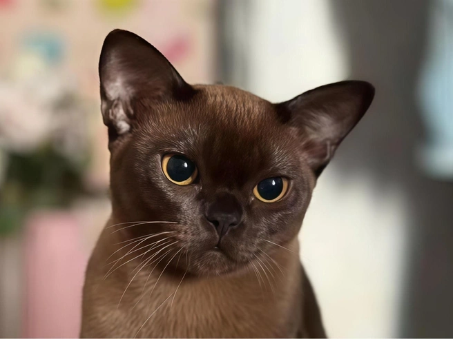 Кошечка обладает миниатюрным носом и выразительной внешностью | Источник: Avito