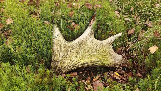 «Сброшены не меньше трех лет назад»: кое-что интересное нашел биолог Глазков в лесу Всеволожского района Ленобласти | Источник: Каждой твари по паре / Телеграм