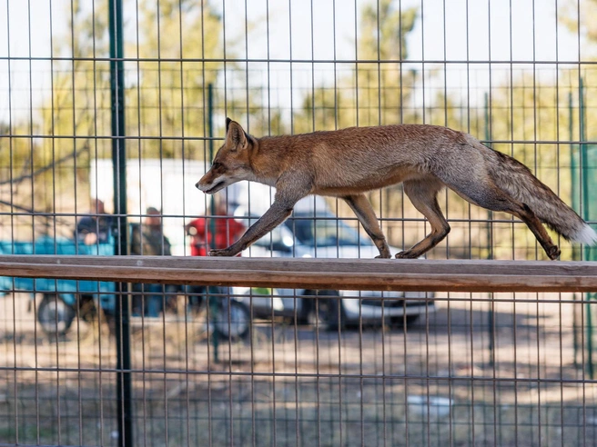 Самка лисицы, попавшая в зооцентр из степи, всё пыталась сбежать от корреспондентов V1.RU | Источник: Алексей Волхонский / V1.RU