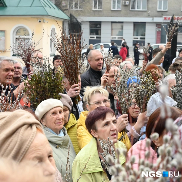 Верба — первое дерево дающее почки после зимы | Источник: Ева Михалевская / NGS.RU