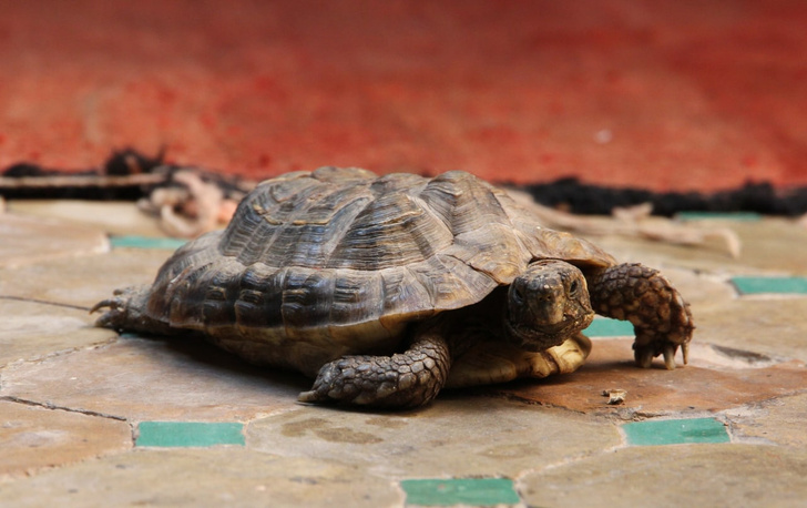 Жива! Семья нашла на чердаке черепаху, потерянную 30 лет назад